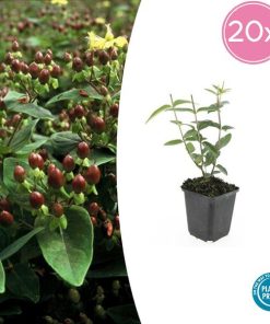 Hypericum inodorum – ↕10-25cm – Ø9cm – 20x