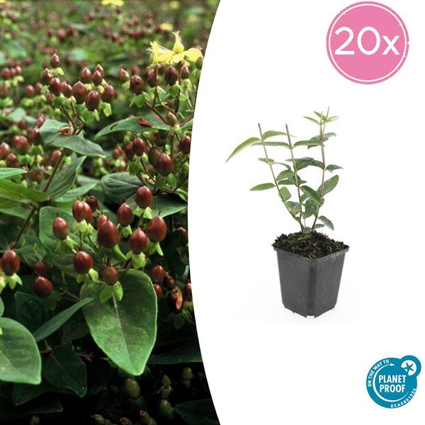 Hypericum inodorum – ↕10-25cm – Ø9cm – 20x