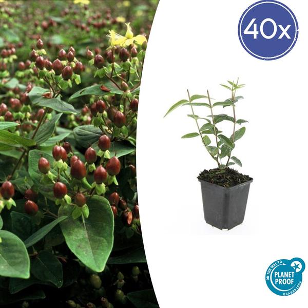 Hypericum inodorum – ↕10-25cm – Ø9cm – 40x