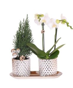 Kolibri Company | Pflanzenset Diamond Pearl Weihnachten Silber | Phalaenopsis Orchidee Amabilis + Mini-Weihnachtsbaum inkl. Keramiktöpfe auf Tablett