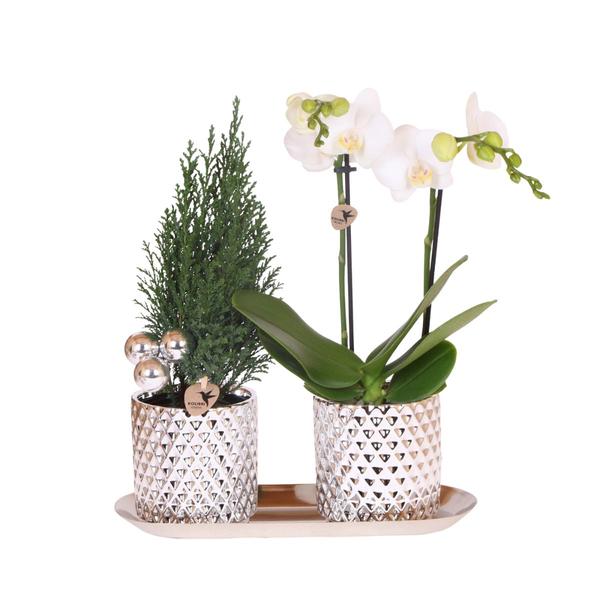 Kolibri Company | Pflanzenset Diamond Pearl Weihnachten Silber | Phalaenopsis Orchidee Amabilis + Mini-Weihnachtsbaum inkl. Keramiktöpfe auf Tablett