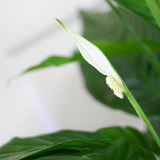 Spathiphyllum mit Korb Sofia natur - 80cm - Ø21 – Bild 4