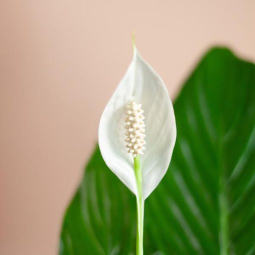 Spathiphyllum mit Korb Sofia natur - 80cm - Ø21 – Bild 5