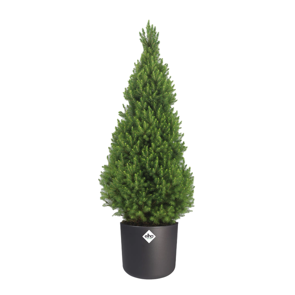 Picea Glauca Conica – Ø24cm – ↕100/110cm + Elho B. for soft Antraciet – D25cm – H23cm