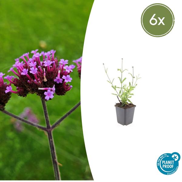 Verbena bon. ‚Lollipop‘ – ↕10-25cm – Ø9cm – 6x