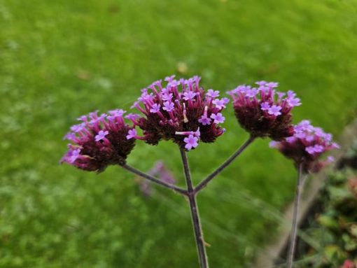 Verbena bon. 'Lollipop' - ↕10-25cm - Ø9cm - 12x – Bild 5