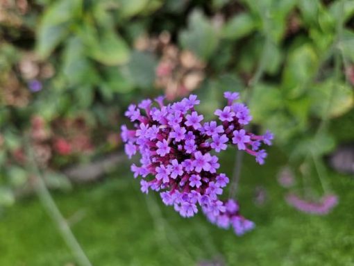 Verbena bon. 'Lollipop' - ↕10-25cm - Ø9cm - 12x – Bild 6