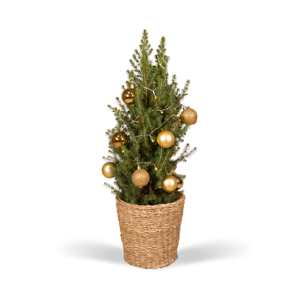 Picea Glauca Conica – Ø21cm – ↕80cm – Gold – Ø21 – ↕80cm