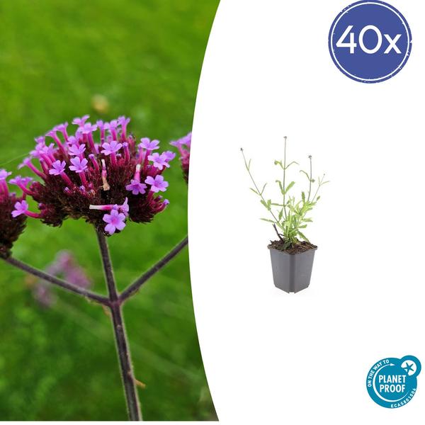 Verbena bon. ‚Lollipop‘ – ↕10-25cm – Ø9cm – 40x