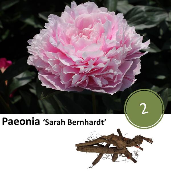 Paeonia ‘Sarah Bernhardt’ – 2x