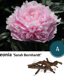 Paeonia ‘Sarah Bernhardt’ – 4x