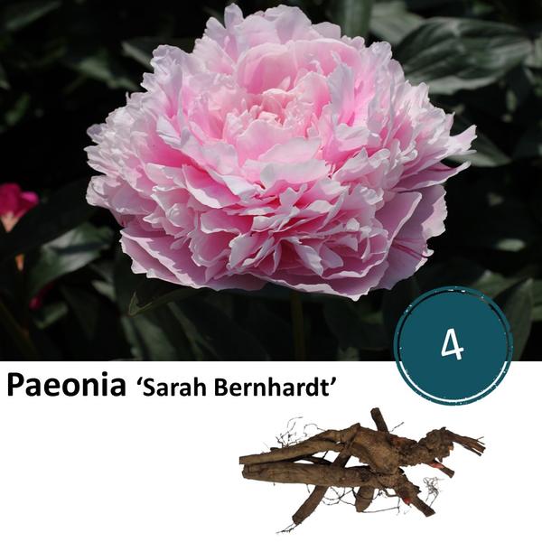 Paeonia ‘Sarah Bernhardt’ – 4x