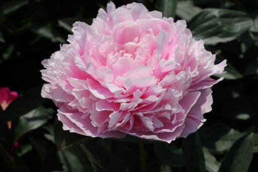 Paeonia ‘Sarah Bernhardt’ - 4x – Bild 2