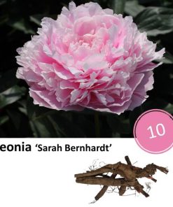 Paeonia ‘Sarah Bernhardt’ – 10x