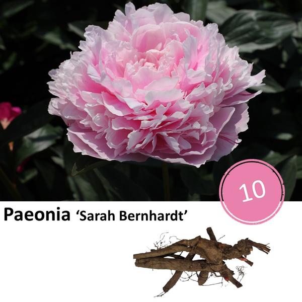 Paeonia ‘Sarah Bernhardt’ – 10x