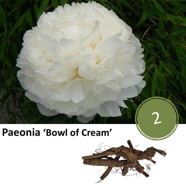 Paeonia ‚Bowl of Cream‘ – 2x