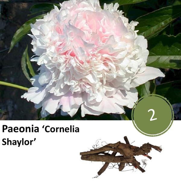 Paeonia ‚Cornelia Shaylor‘ – 2x