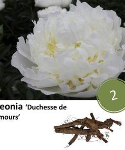 Paeonia ‚Duchesse de Nemours‘ – 2x