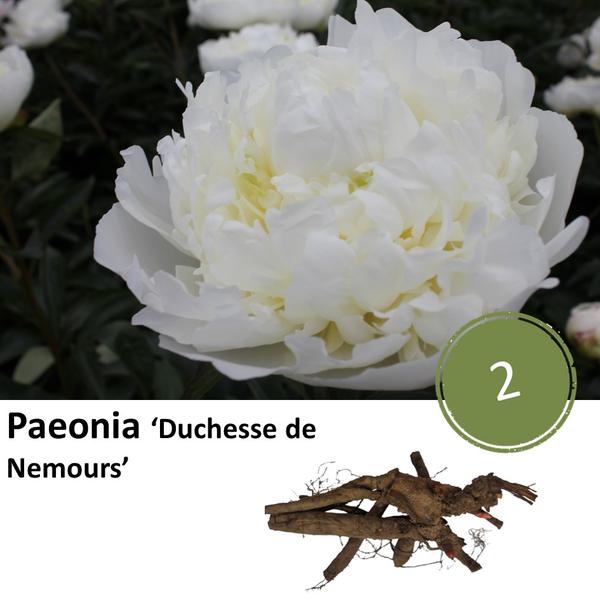 Paeonia ‚Duchesse de Nemours‘ – 2x