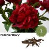 Paeonia ‚Henry‘ – 2x