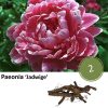 Paeonia ‚Jadwige‘ – 2x