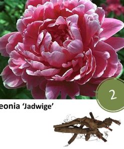 Paeonia ‚Jadwige‘ – 2x