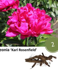 Paeonia ‚Karl Rosenfield‘ – 2x