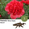 Paeonia ‚Many Happy Return‘ – 2x