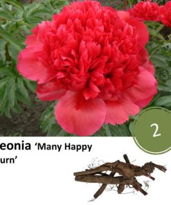 Paeonia ‚Many Happy Return‘ – 2x