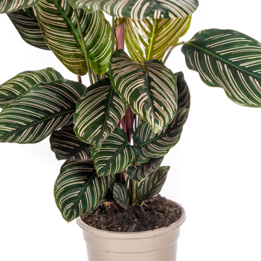 Calathea Ornata Sanderiana Ø17cm - ↕45cm – Bild 2