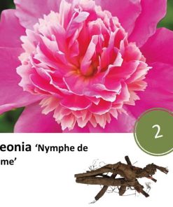 Paeonia ‚Nymph de Vrome‘ – 2x