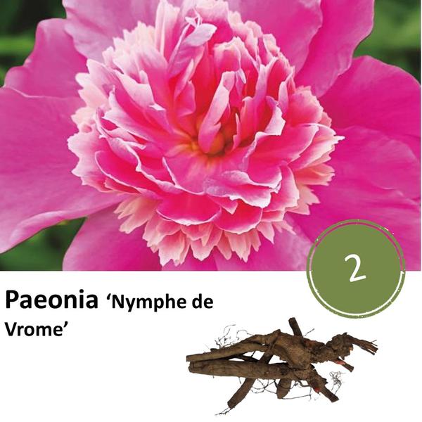 Paeonia ‚Nymph de Vrome‘ – 2x