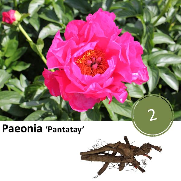 Paeonia ‚Pantatay‘ – 2x