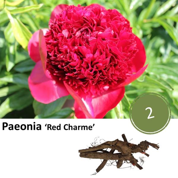 Paeonia ‚Red Charme‘ – 2x