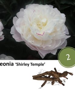 Paeonia ‚Shirley Temple‘ – 2x