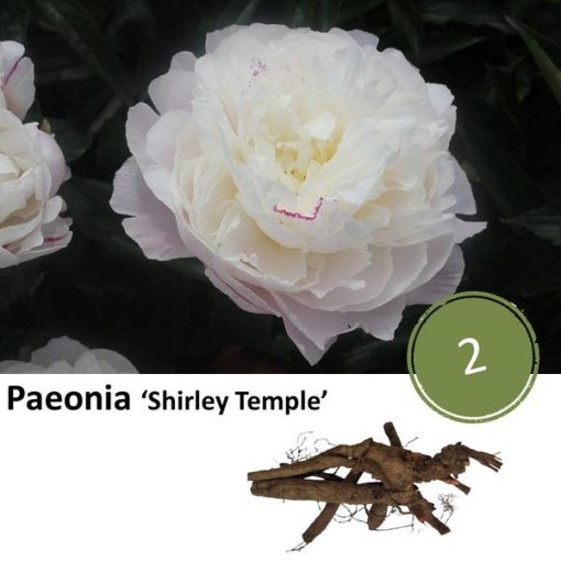 Paeonia 'Shirley Temple' - 2x