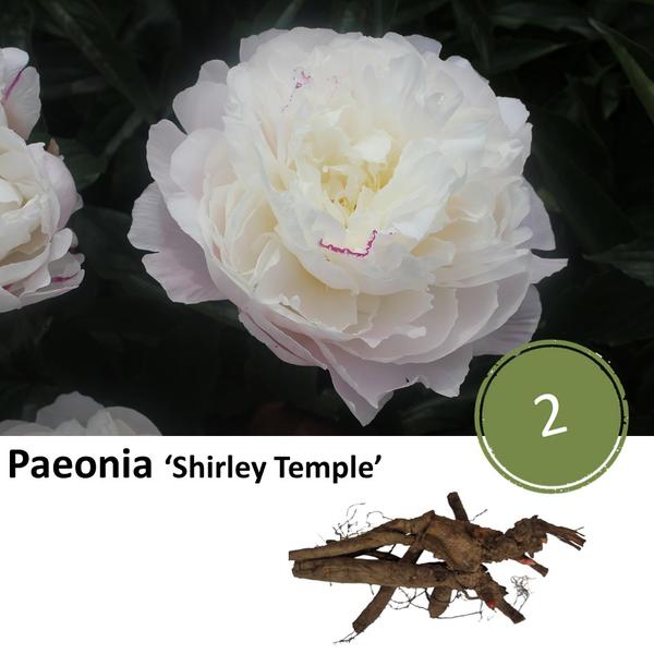 Paeonia ‚Shirley Temple‘ – 2x