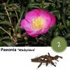 Paeonie ‚Wadyslava‘ – 2x