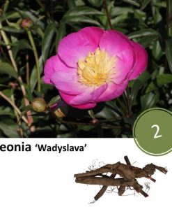 Paeonie ‚Wadyslava‘ – 2x