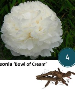 Paeonia ‚Bowl of Cream‘ – 4x