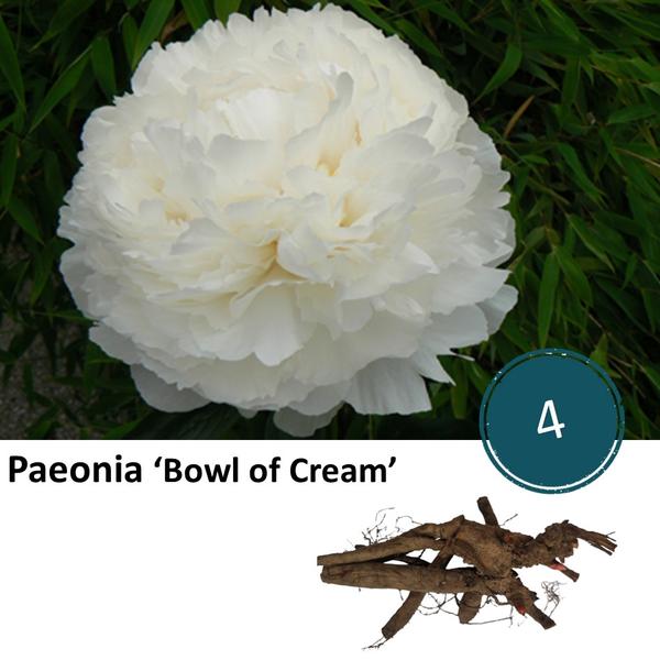 Paeonia ‚Bowl of Cream‘ – 4x