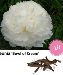 Paeonia ‚Bowl of Cream‘ – 10x