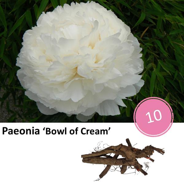 Paeonia ‚Bowl of Cream‘ – 10x