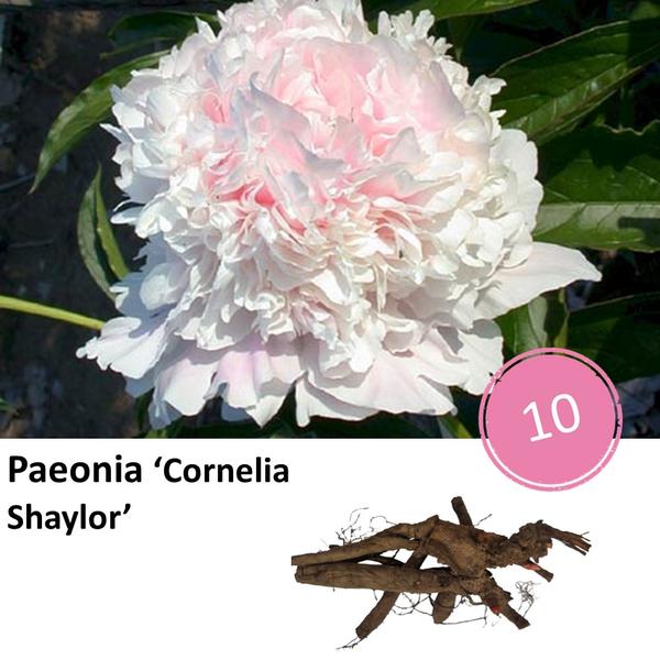 Paeonia ‚Cornelia Shaylor‘ – 10x