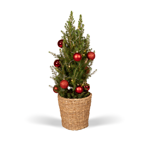 Picea Glauca Conica – Ø21cm – ↕80cm – Red – Ø21 – ↕80cm