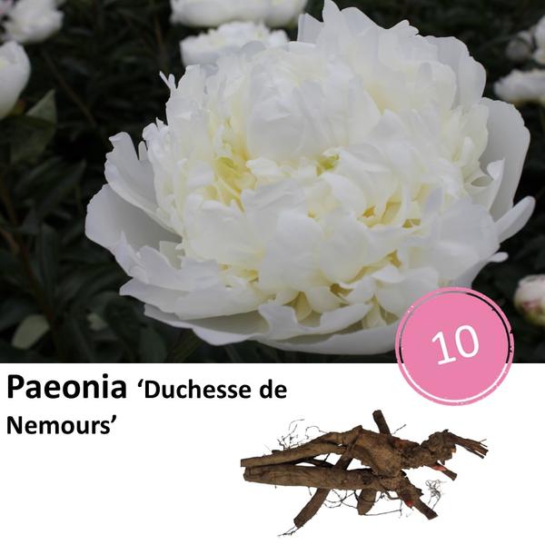 Paeonia ‚Duchesse de Nemours‘ – 10x