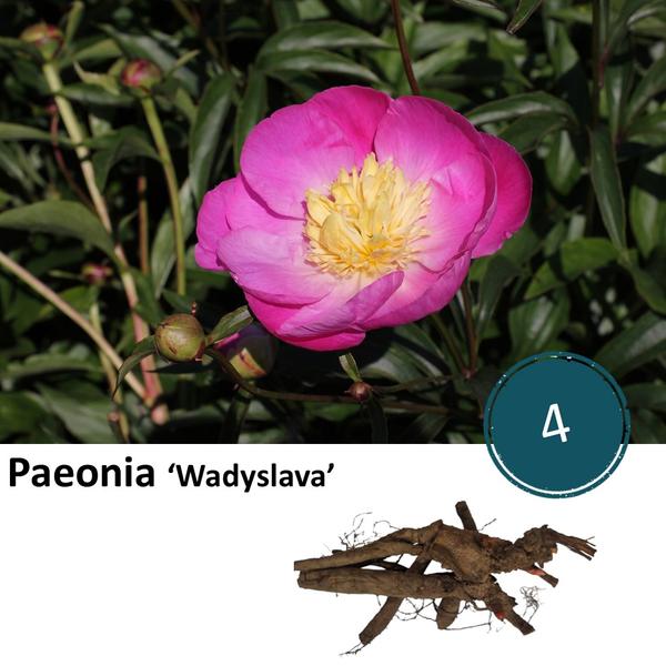 Paeonie ‚Wadyslava‘ – 4x