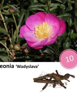 Paeonie ‚Wadyslava‘ – 10x