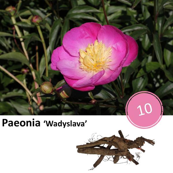 Paeonie ‚Wadyslava‘ – 10x