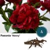 Paeonia ‚Henry‘ – 4x